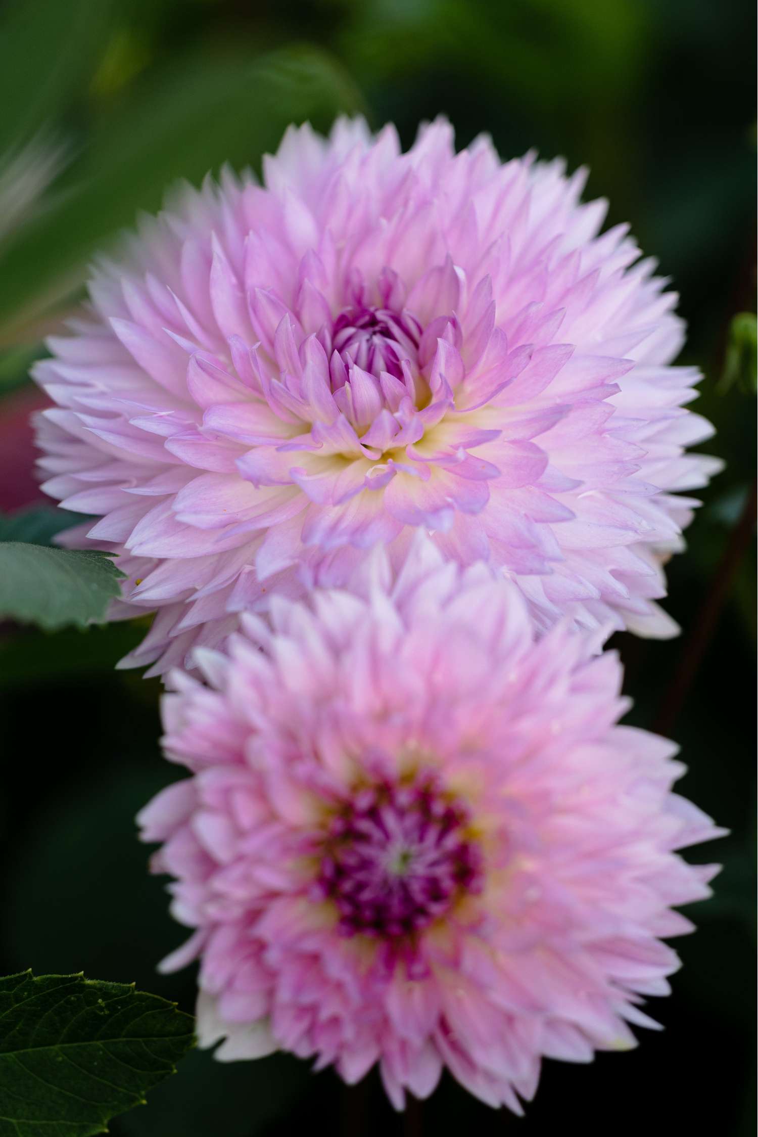 Dahlie 'Sakura Fubuki'